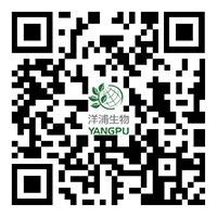 Mobile Web
